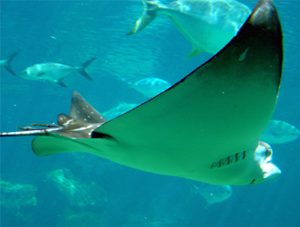 ���������� �� ����������� ������� � ����� ��� 